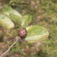Ziziphus xylopyrus (Retz.) Willd.
